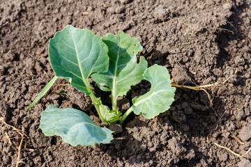 Cabbage seedling in a vegetable garden