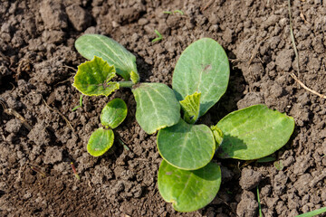 Sprouts of zucchini in a vegetable garden