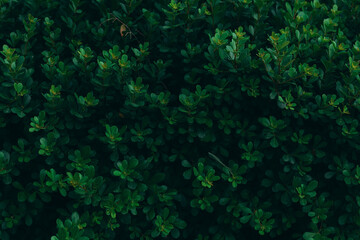 Fototapeta na wymiar Green leaf texture pattern. Leaf texture background. Wall plant green. Green grass wall texture for backdrop design. Beautiful ornament plants texture and background. Dark green foliage. .