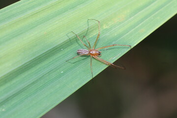 unbestimmte Spinne
