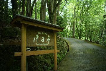 I travel to Japan  and take photo.