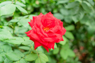 beautiful red flowers in th park