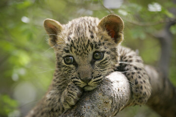 Ein winziger Babyleopard mit großen Augen Porträt hautnah sitzend im Baum im Krüger Park Südafrika