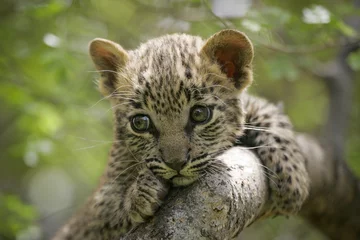 Wall murals Leopard One tiny baby leopard with big eyes portrait close up sitting in tree in Kruger Park South Africa