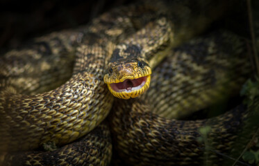 Big colorful snake with open mouth closeup. Blotched snake portrait.