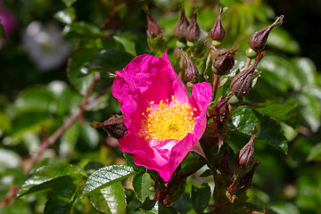Strauchrose (Rosa),  Nordrhein-Westfalen, Deutschland, Europa