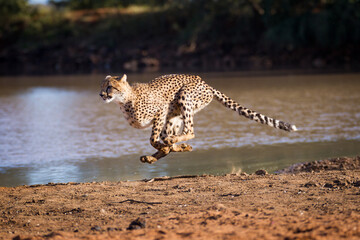 One adult cheetah female running at full speed chasing prey at the edge of water in Kruger Park South Africa