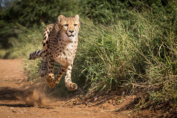 Fototapeta na wymiar Cheetah running and full speed with all legs off the ground chasing prey in Kruger Park South Africa
