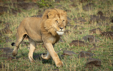 One adult male lion running across rocky surface in Masai Mara Kenya