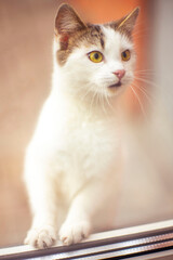 Obraz premium Curious white cat looks into the kitchen window from the street.
