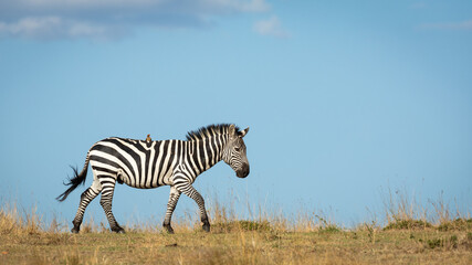 One single zebra walking on a sunny day with blue sky in the background on a sunny day in Masai Mara Kenya