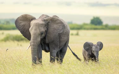 Fotobehang Olifant One female elephant with one tusk and her baby walking through tall grass in Masai Mara plains Kenya  © stuporter