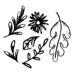 Different leaves and daisy flower. Hand drawn vector illustration set. Doodles, botanical sketches. Black drawings isolated on white. Primitive simple picture for design, print, card, sticker, poster.