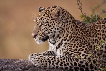 Fototapeta na wymiar Portrait of one adult male leopard with long whiskers in Masai Mara Kenya