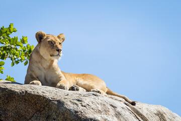 Obraz premium One single adult alert lioness lying on a big rock in Serengeti National Park in Tanzania