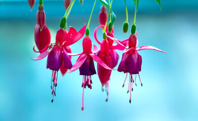 Fuchsia flowers bloom in the sunshine like beautiful little lanterns lighting the garden. Flower...