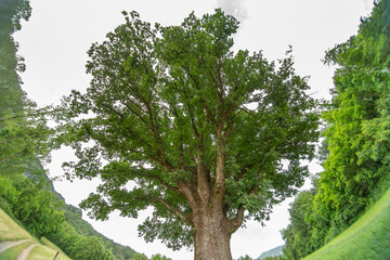 old centenary oak tree