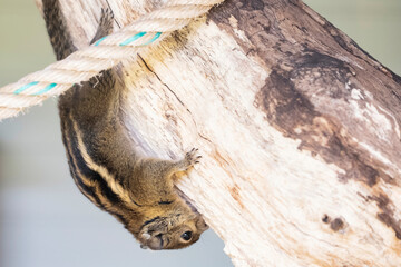 A striped rodents marmots chipmunks squirrel spotted on a tree trunk on hunting mood. Animal behavior themes. Focus on eye