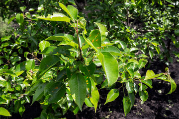 Sick pear - orange spots on the leaves