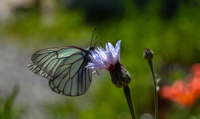white butterfly sitting on a flower close up