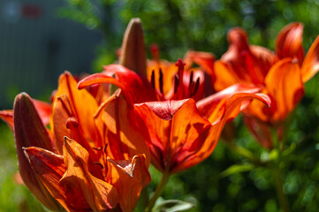 Fototapeta na wymiar red daylily flower in the garden