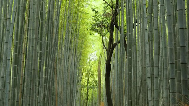 誰もいない嵐山の竹林の小径【ティルトダウン】