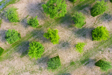 Draufsicht auf Apfelbäume in einer Streuobstwiese im Taunus/Deutschland bei sonnigem Wetter