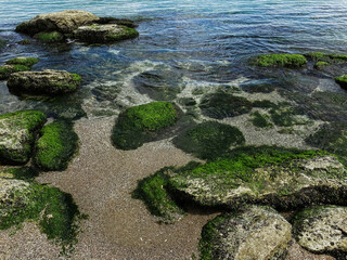 Stones with algae near the sea coast close-up.