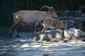 The West Caucasian goat in Frankfurt zoo