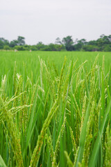 Rice with fresh hair in the farmland