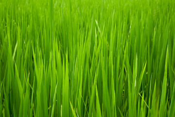 Fototapeta na wymiar Green paddy green grass closeup in farmland