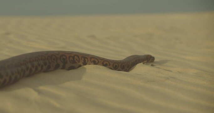 Close Up Of Large Snake Slithering Over Sand away from the camera in Golden Desert.