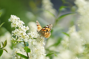 Butterfly on a flower in summer