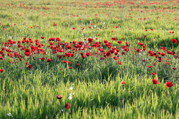 red poppy flowers in field