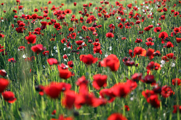 red poppy flowers in field