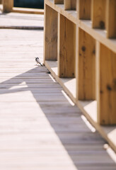Small bird perched on a floor near wooden fence outdoors.