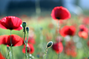 red poppy flowers in field