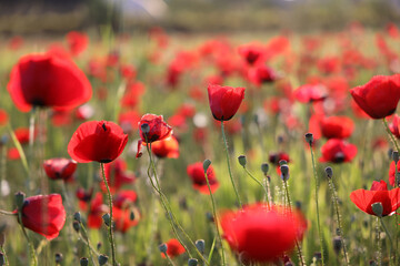 red poppy flowers in field