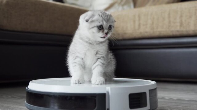 Scottish Fold kitten rides a vacuum cleaner at work