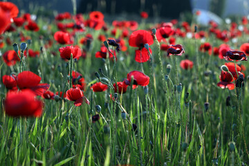red poppy flowers in field