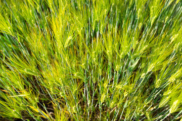 Fototapeta premium Background made of ripening rye fields on a spring day in the sunshine, view from above.