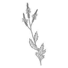 vector drawing verbena