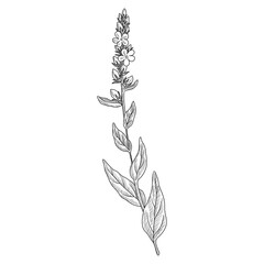 vector drawing mullein