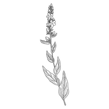 vector drawing mullein