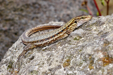 La Palma Lizard, Sizeable lizard, Wall lizard, Gallotia galloti palmae, Caldera de Taburiente National Park, Biosphere Reserve, La Palma, Canary Islands, Spain, Europe