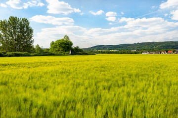 Fototapeta premium Field of ripening wheat in the spring against the sky with clouds in western Germany.