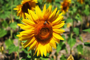 Sunflower field landscape close-up