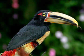 Collared Aracari, Pteroglossus torquatus, Mindo Nambillo Cloud Forest Reserve, Pichincha, Ecuador, America