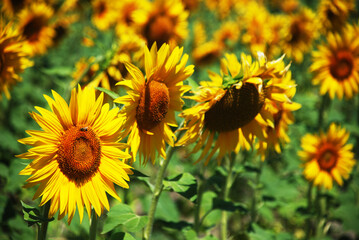 Sunflower field landscape close-up