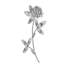 vector drawing red clover